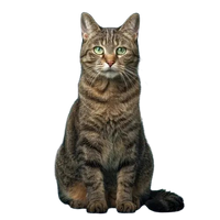 Chat