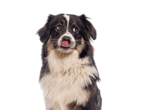 Chien